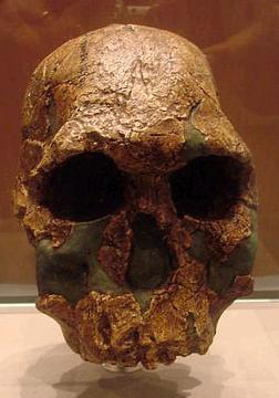 homo habilis by luciana.luciana